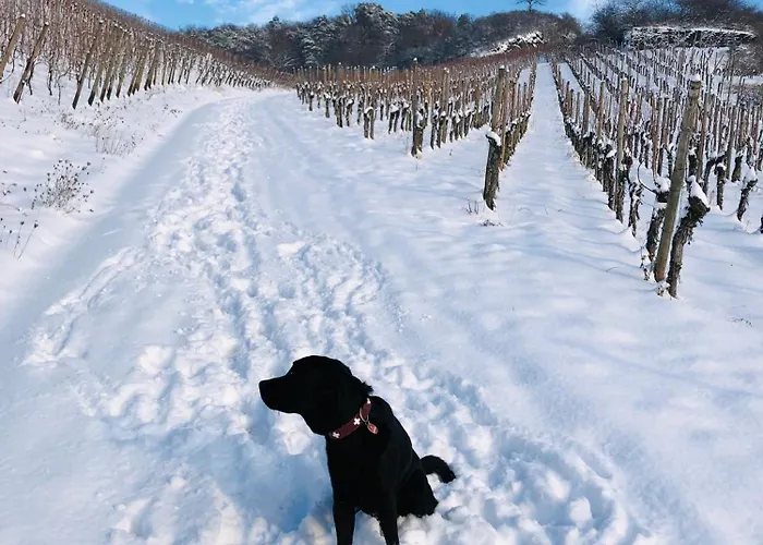 Hotel Weinquartier Burggarten