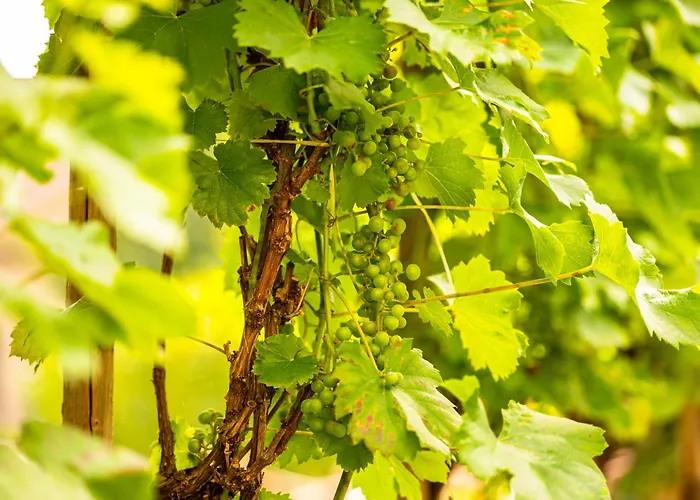 Weinquartier Burggarten * Bad Neuenahr-Ahrweiler